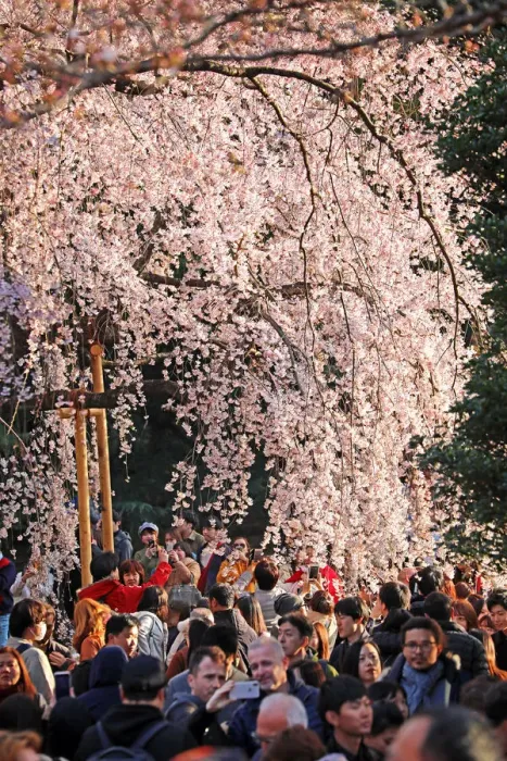  : Cherry Blossom season begins in Shinjuku, Tokyo, Japan