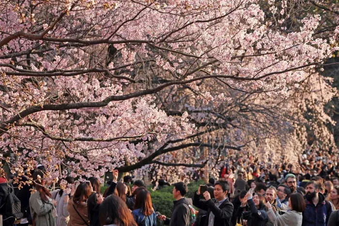  : Cherry Blossom season begins in Shinjuku, Tokyo, Japan