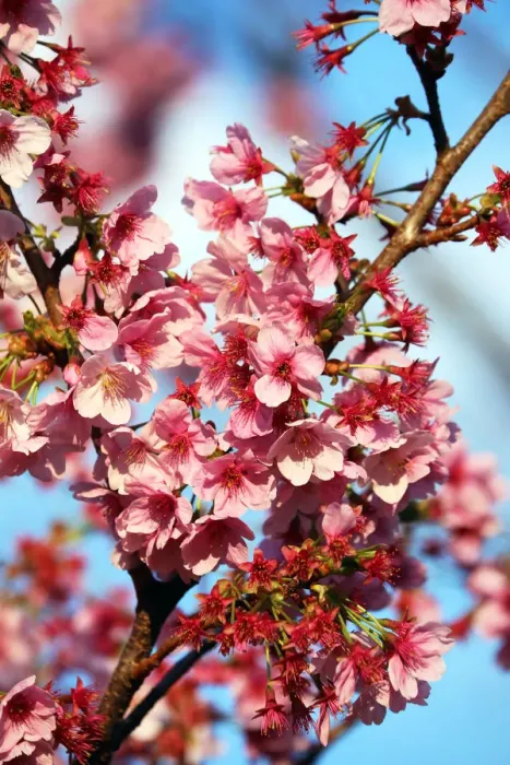  : Cherry Blossom season begins in Shinjuku, Tokyo, Japan