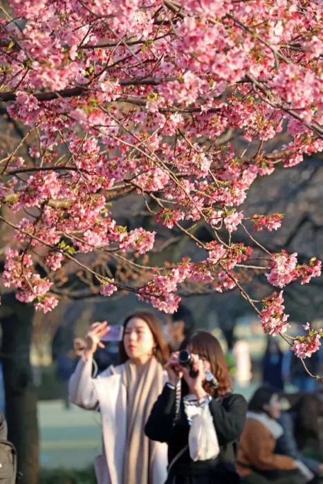  : Cherry Blossom season begins in Shinjuku, Tokyo, Japan