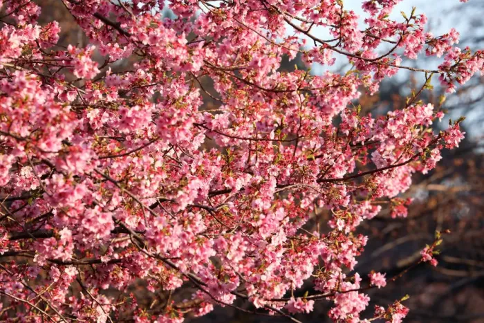  : Cherry Blossom season begins in Shinjuku, Tokyo, Japan