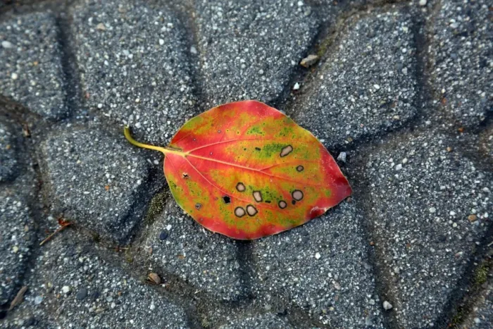  : Colourful leaf on the path in the park at Ueno, Tokyo, Japan