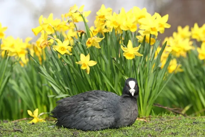 : A Coot with Spring Daffodils in St. James Park, London : A Coot with Spring Daffodils in St. James Park, London