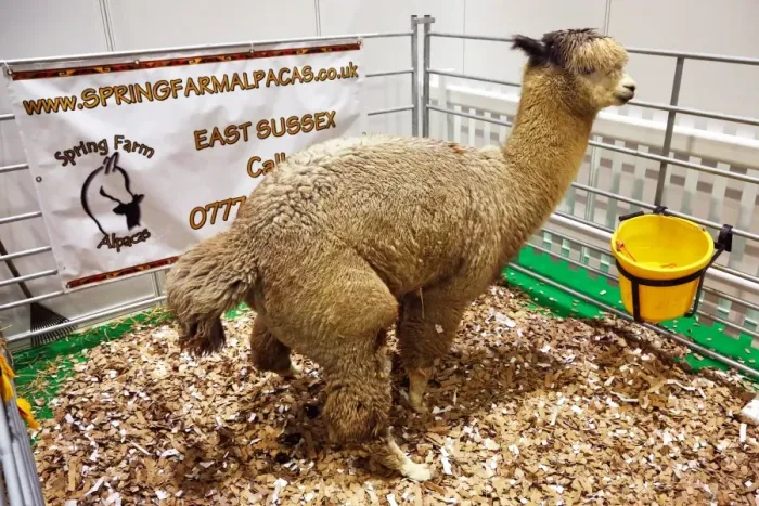 : Cute meets weird and quirky at the National Pet Show, Excel, London