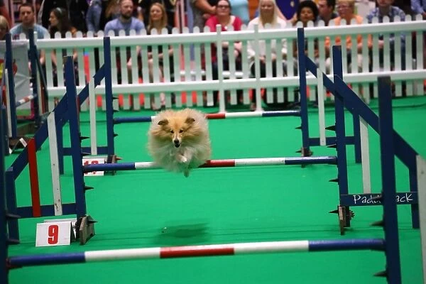 Cute meets weird and quirky at the National Pet Show, Excel, London