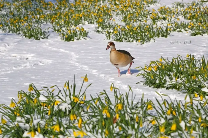 : Daffodils defy the snow in St James Park, London