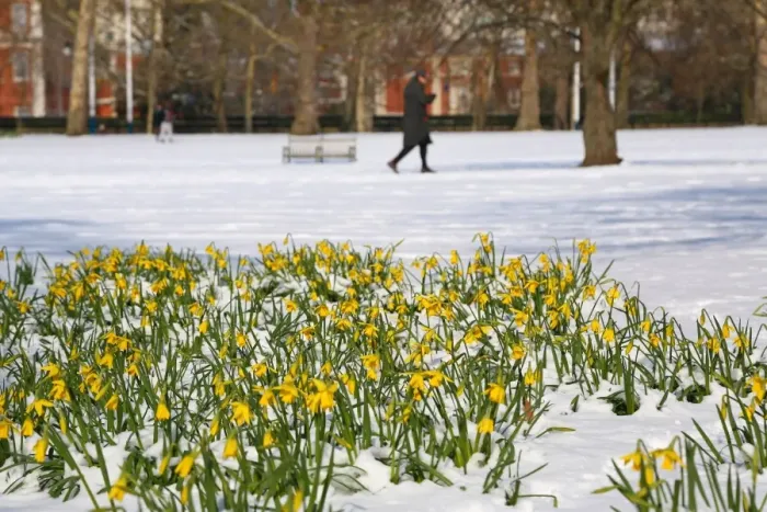  : Daffodils defy the snow in St James Park, London