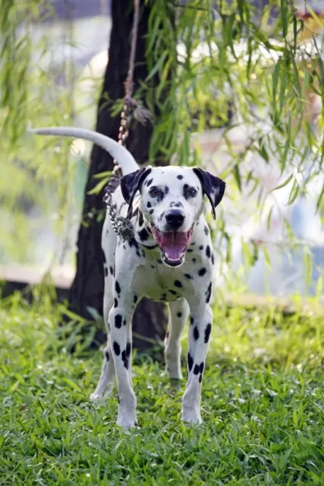  : Dalmatian Dog in Hanoi, Vietnam