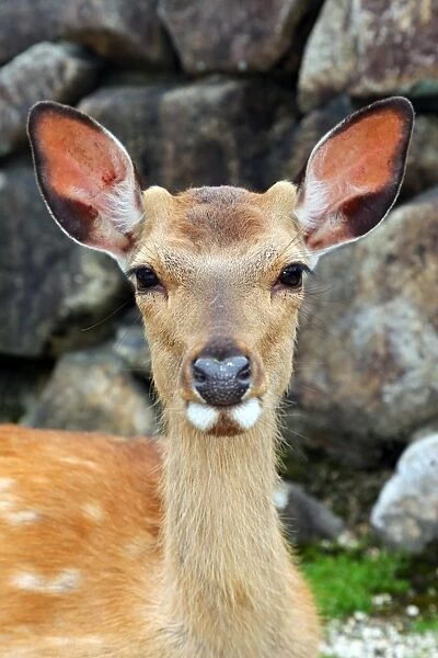 One of the many deer at Itsukushima Shinto Shrine on Miyajima Island, Hiroshima, Japan