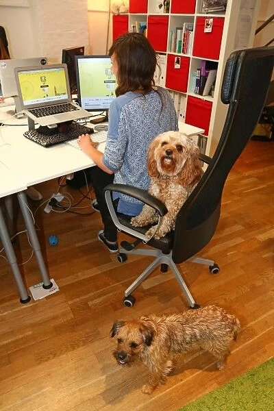 Dogs in the office for Bring Your Dog to Work Day