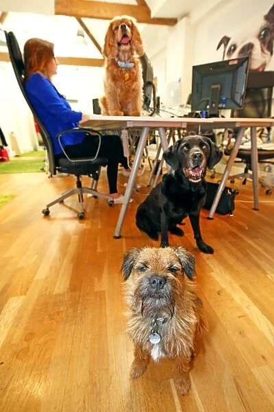 Dogs in the office for Bring Your Dog to Work Day