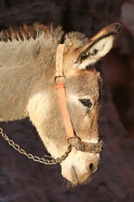  : Donkey in the rock city of Petra, Jordan