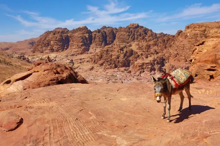  : A donkey and view of sandstone rock formations overlooking the valley of the rock city of Petra