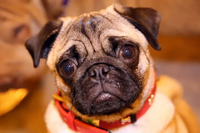  : Dylan the Pug dog at the London Pet Show 2013