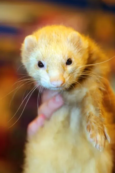  : Ferret at the London Pet Show 2013, Earls Court, London, England