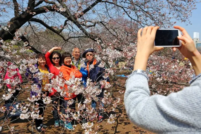  : First Japanese Cherry Blossom in Tokyo brings out the crowds, Tokyo, Japan