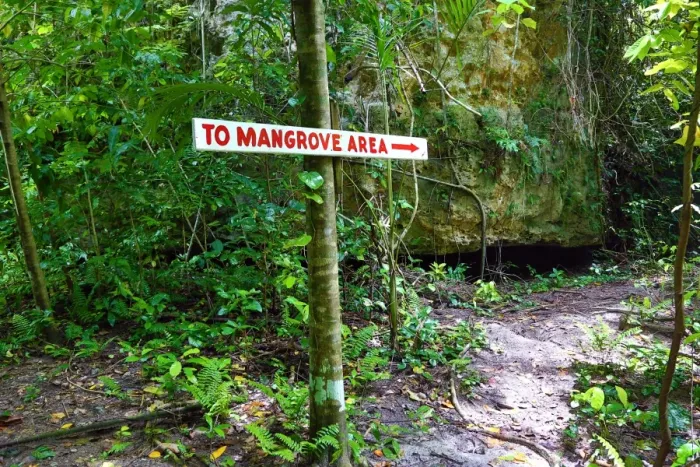  : Forest path through tropical vegetation, Carp Island, Republic of Palau, Micronesia
