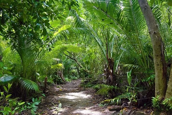 Forest path through tropical vegetation, Carp Island, Republic of Palau, Micronesia