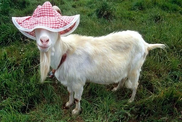 Goat wearing a hat