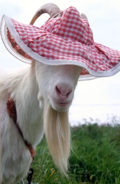  : Goat wearing a hat