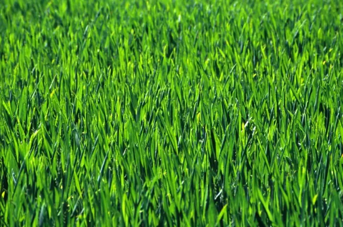  : Green Grass