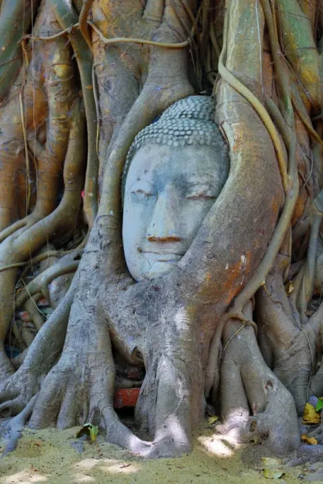  : The head and face of Buddha in the roots of a Bodhi tree in Wat Mahathat, Ayutthaya, Thailand