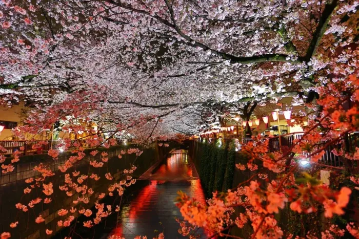  : Illuminated cherry blossom Sakura along the Meguro River in Tokyo, Japan