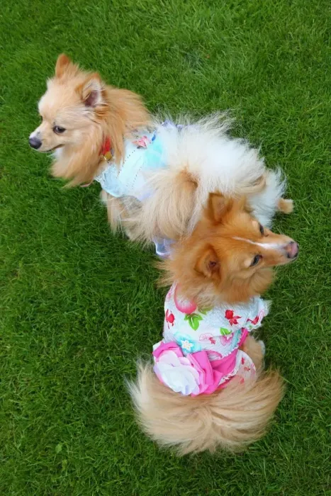  : Inner Temple Garden Dog Show, London