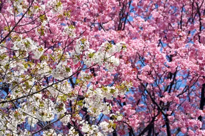  : Japanese Cherry Blossom flowers, Sakura, Tokyo, Japan