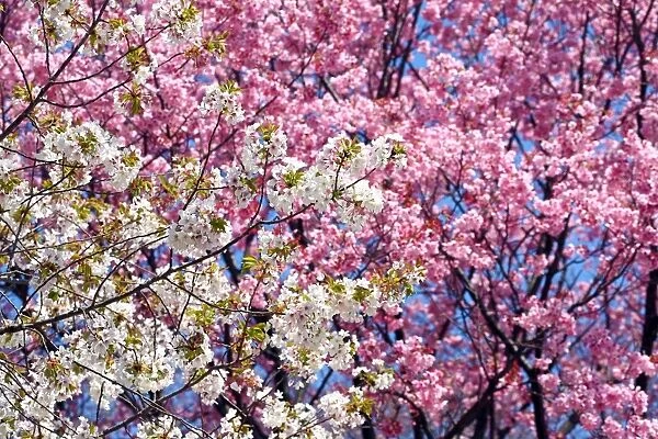 Japanese Cherry Blossom flowers, Sakura, Tokyo, Japan