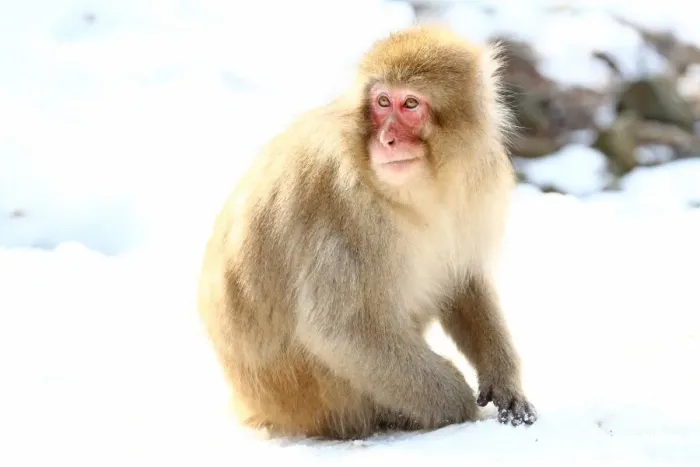  : Japanese Macaque, Snow Monkeys at the natural springs in Jigokudani Monkey Park near Nagano, Japan