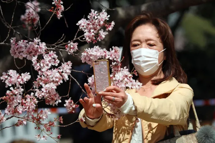  : Japanese wear masks for Cherry Blossom viewing, Shinjuku Gyoen National Park, Tokyo
