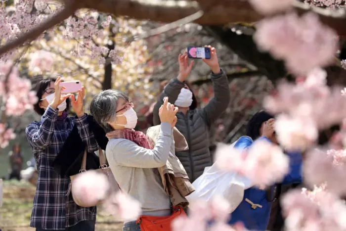  : Japanese wear masks for Cherry Blossom viewing, Shinjuku Gyoen National Park, Tokyo