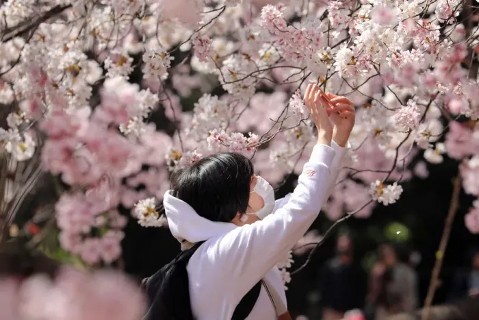  : Japanese wear masks for Cherry Blossom viewing, Shinjuku Gyoen National Park, Tokyo