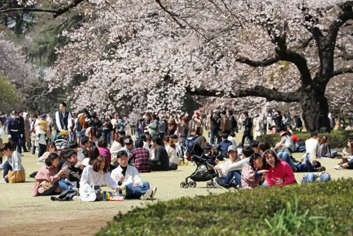  : Japanese wear masks for Cherry Blossom viewing, Shinjuku Gyoen National Park, Tokyo