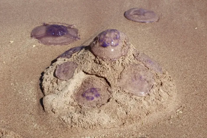  : Jellyfish. Purple jellyfish lying on the sand of a beach and on a sand castle