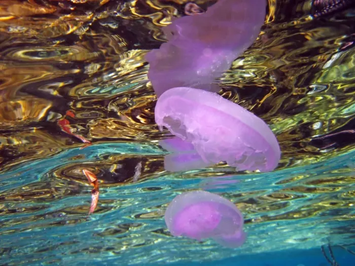  : Jellyfish underwater