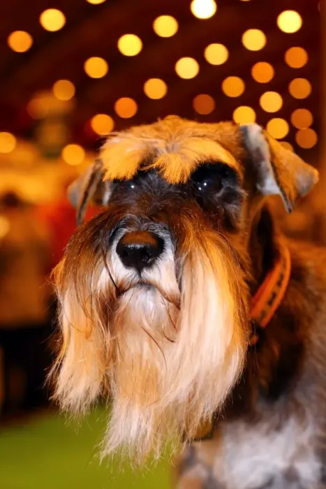  : Jen the Schnauzer dog at the London Pet Show 2013