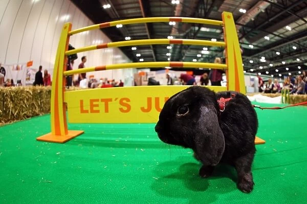 London Pet Show 2015 at Excel, London, England