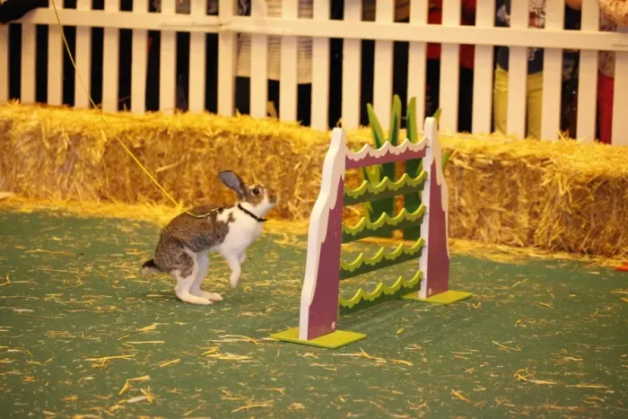  : London Pet Show