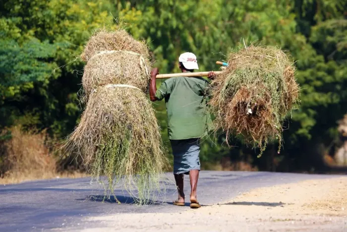  : Man carrying bales of grass along the road, Bagan, Myanmar (Burma)