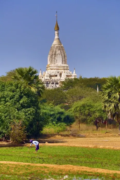  : Man working in the fields with a Pagoda Temple in the background in Myinkaba Village
