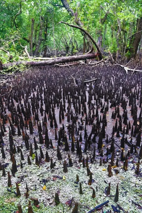  : Mangrove Swamp, Carp Island, Republic of Palau, Micronesia, Pacific Ocean