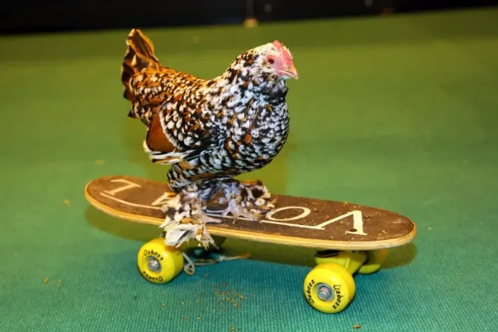  : Mercedes the skate-boarding chicken at the London Pet Show 2013
