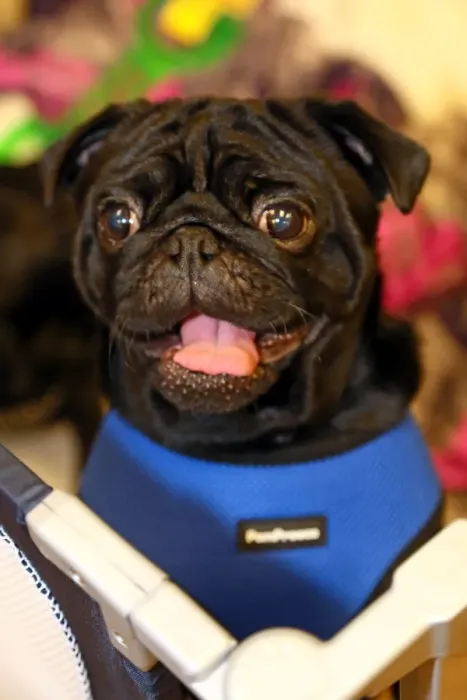  : Muffin Pug Rescue charity 1st anniversary party, Milton, Keynes, England