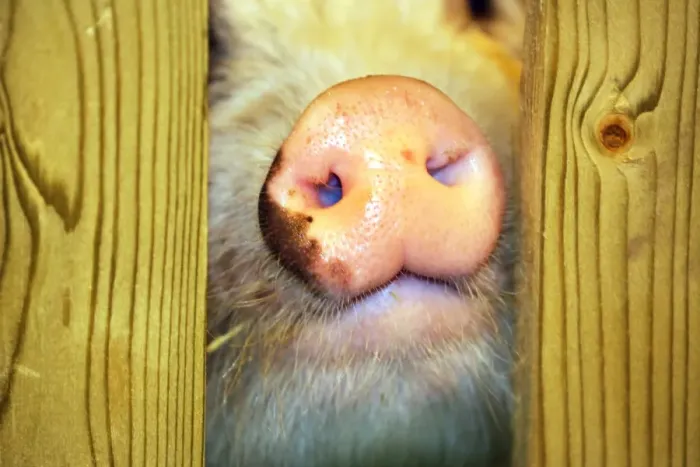  : Nose of Boe the Micro Pig at the Micro Pigs Racing at the London Pet Show 2013