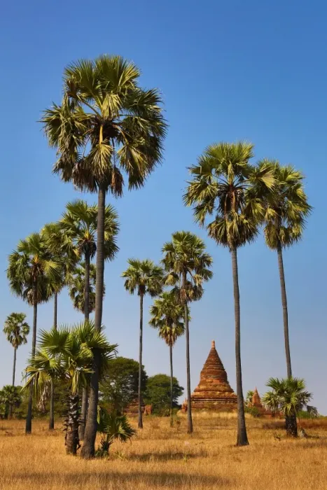  : Pagodas and Palm Trees in Nuang U, Bagan, Myanmar (Burma)