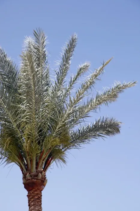  : Palm tree in Sharm El Sheikh, Egypt