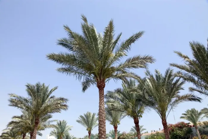  : Palm trees