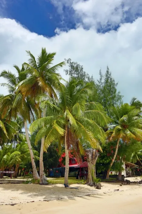  : Palm trees on a tropical sandy beach, Carp Island, Republic of Palau, Micronesia